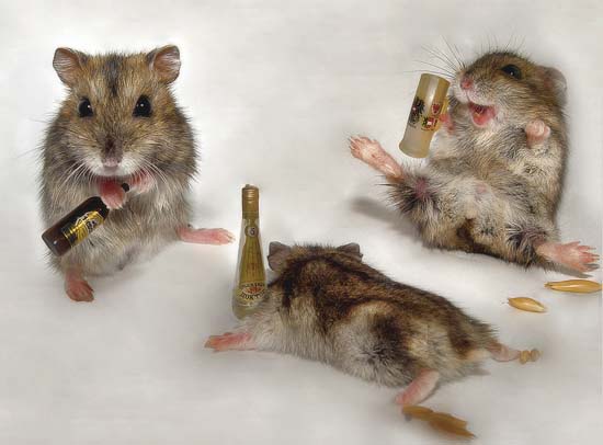 drunk-mice